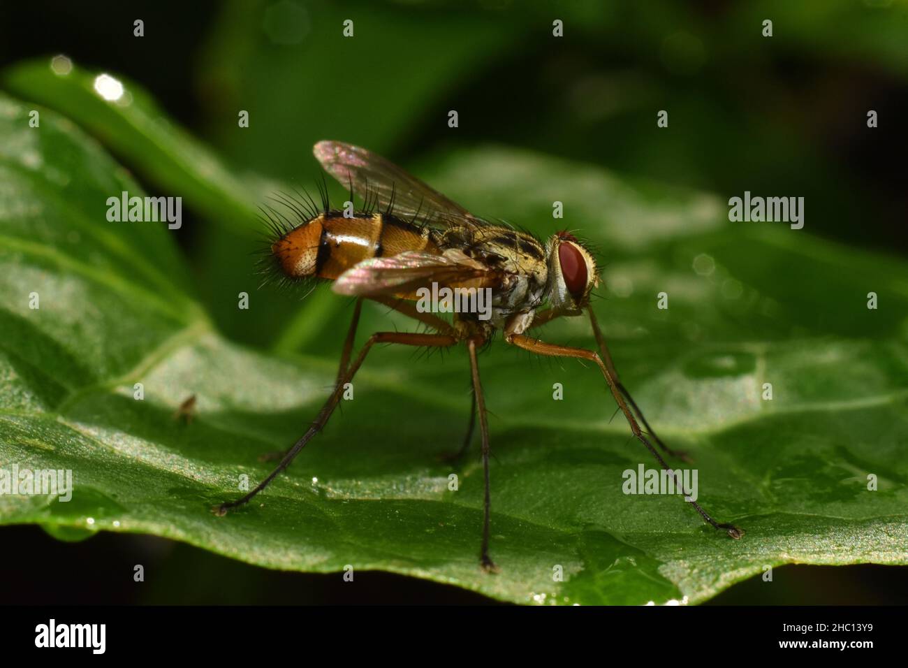 Primo piano foto di mosca a zampe lunghe che poggia su foglie bagnate. Foto Stock