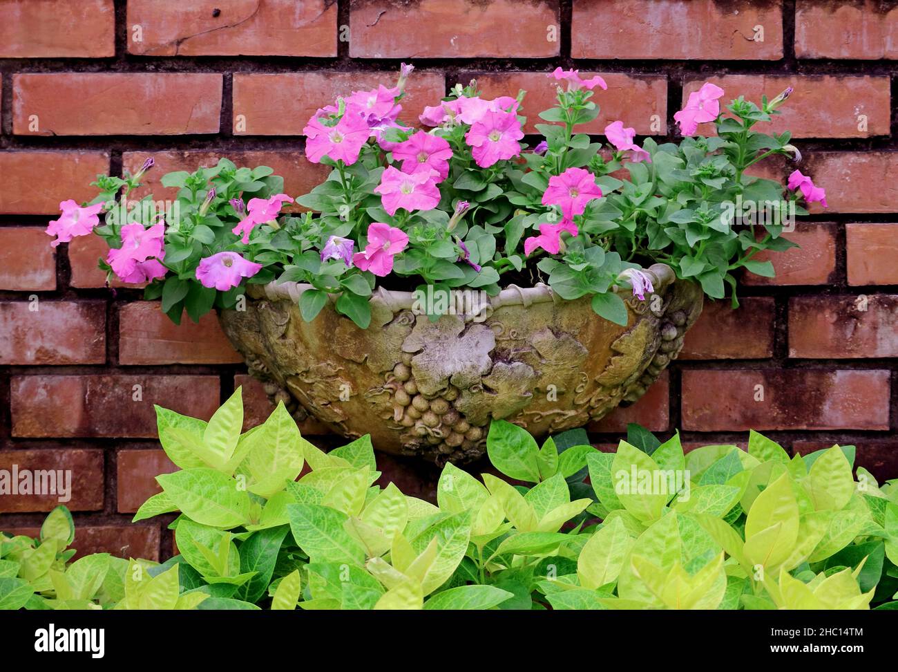 Petunias fiore in una pentola vintage sul muro di mattoni Foto Stock