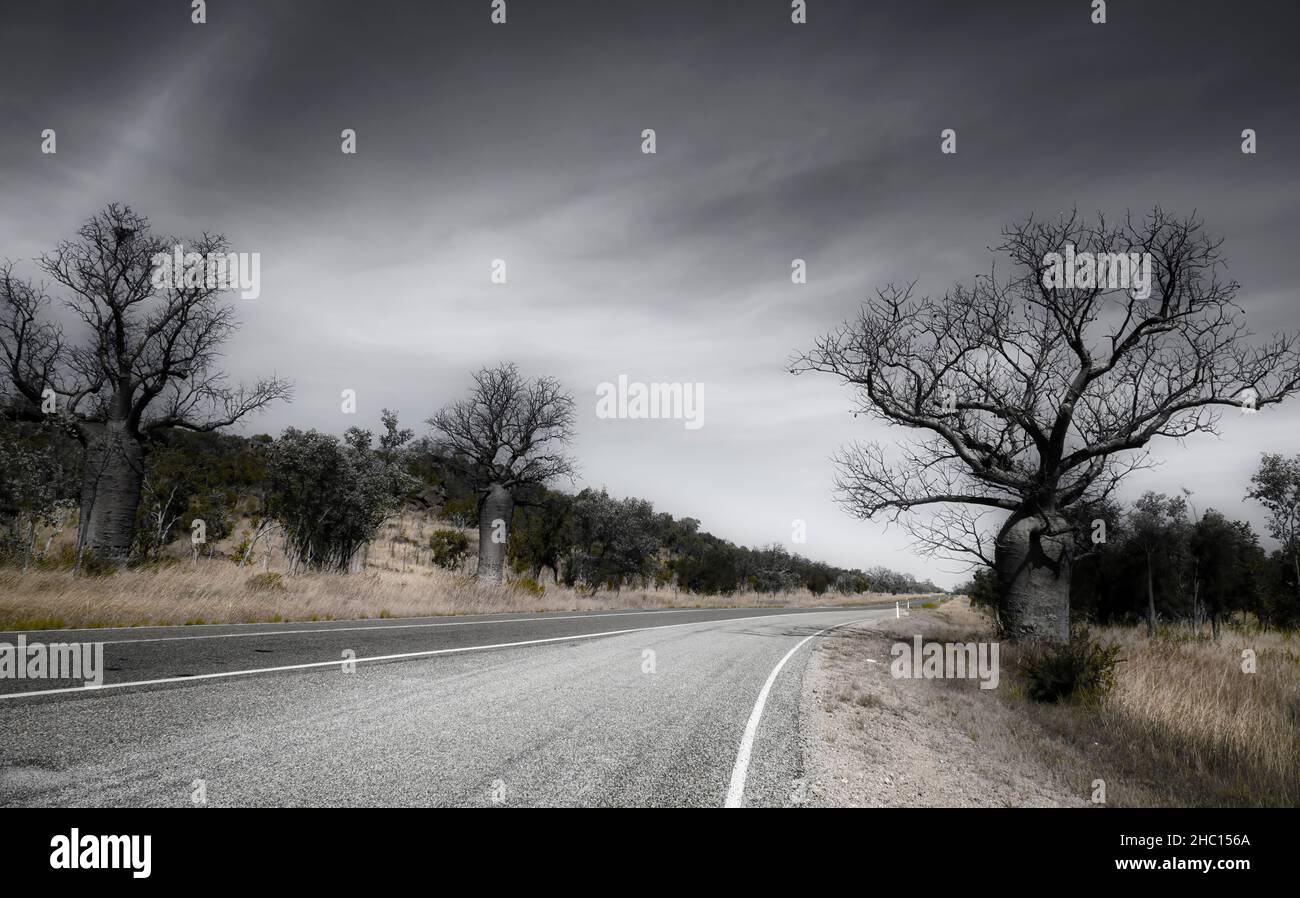 Baobab o albero di boab e strada come una foto in bianco e nero Foto Stock
