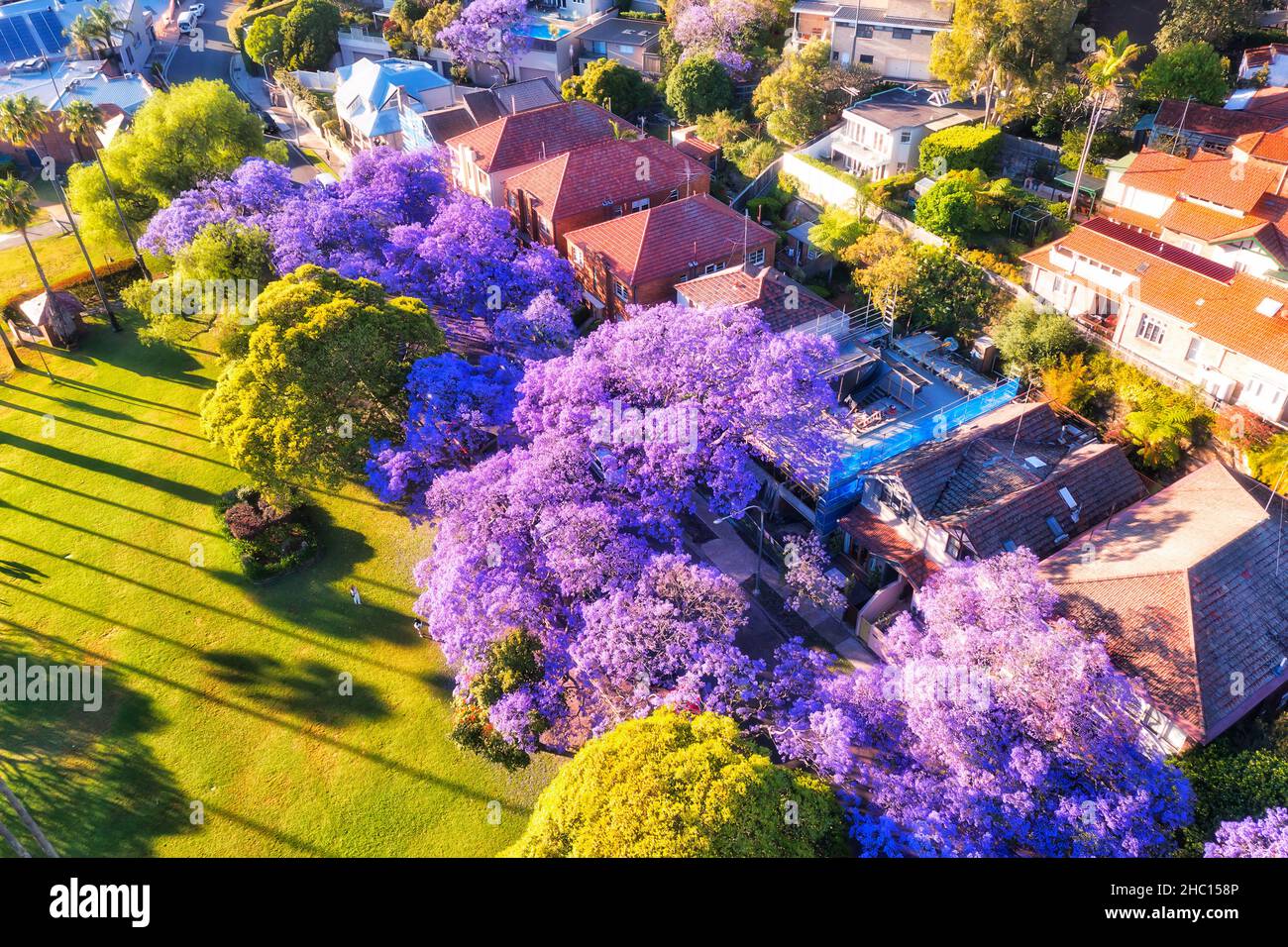 Alberi Jacaranda in fiore nel sobborgo residenziale Kirribilli di North Sydney - stagione primaverile vista panoramica aerea. Foto Stock