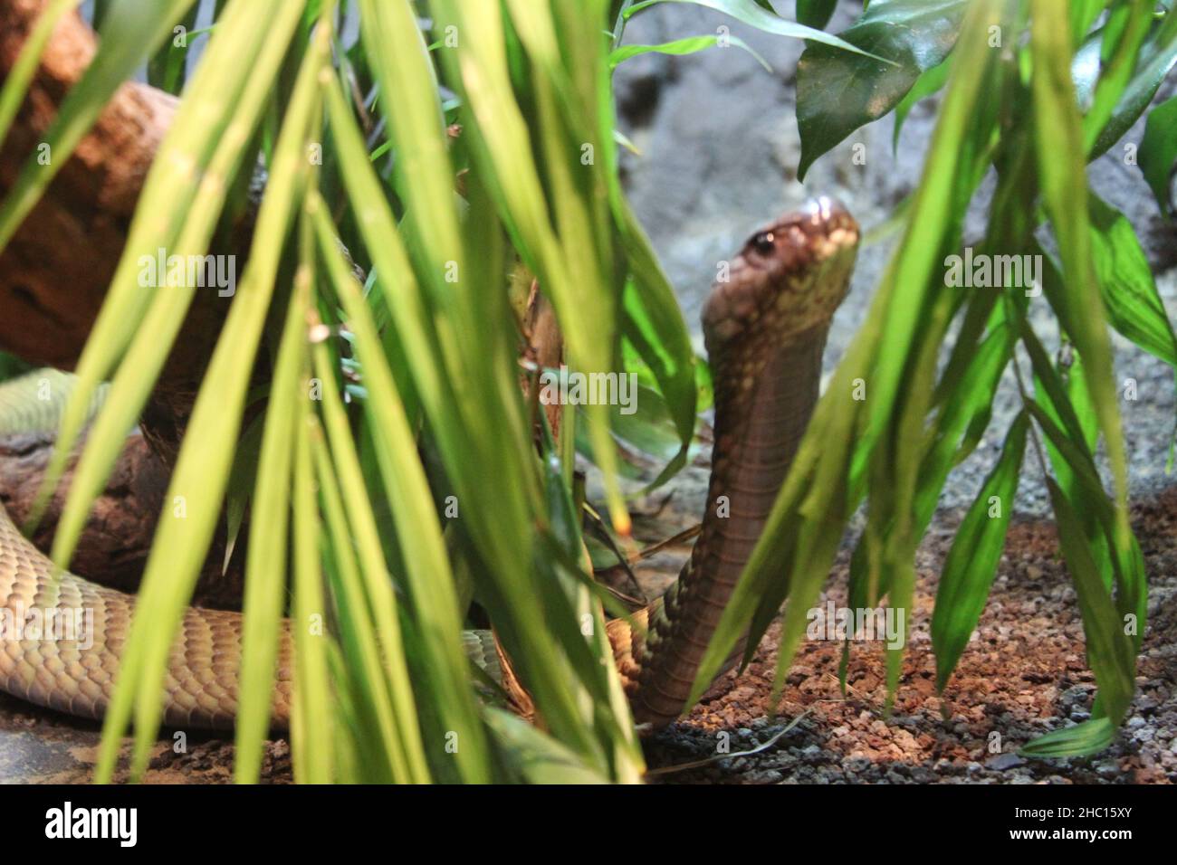 animali creepy Foto Stock