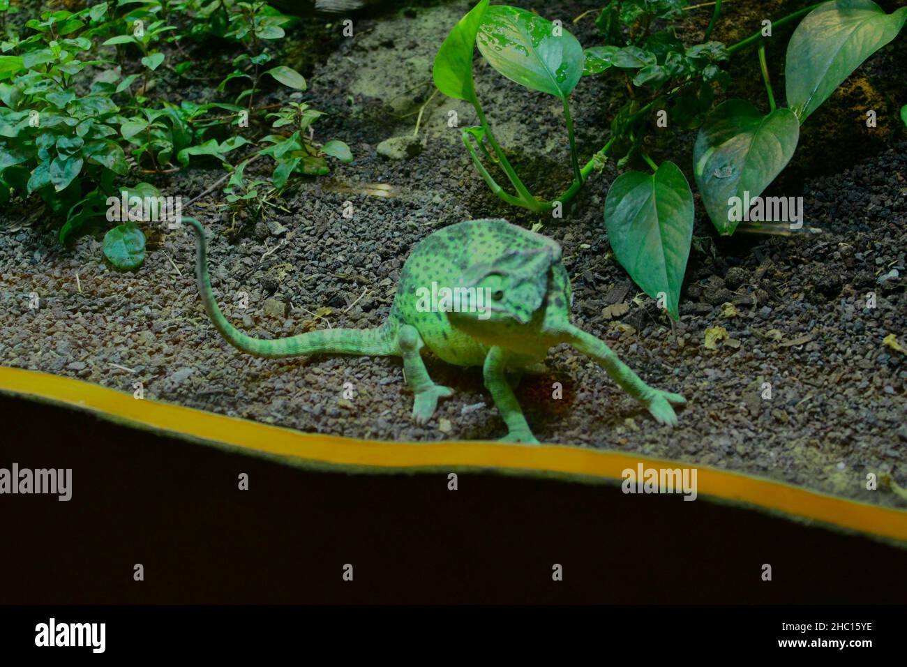 animali creepy Foto Stock