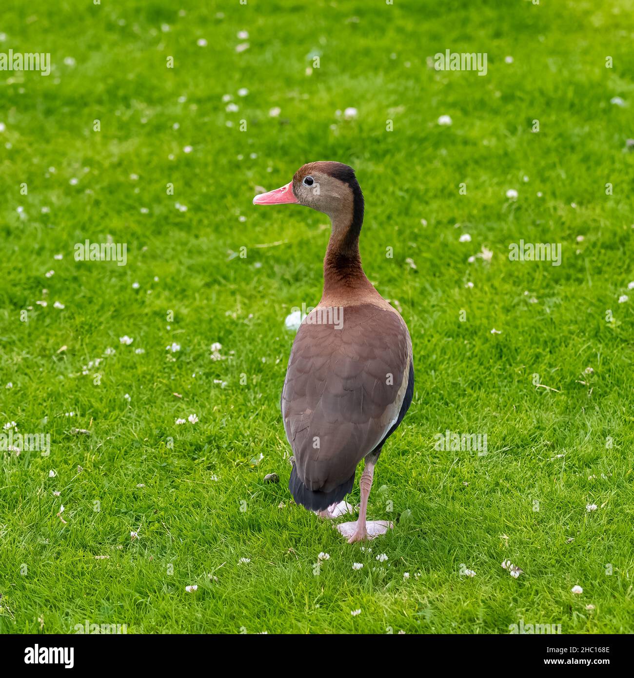 Anatra bianca dalle decorazioni nere, Dendrocygna autumnalis, anatra sull'erba Foto Stock