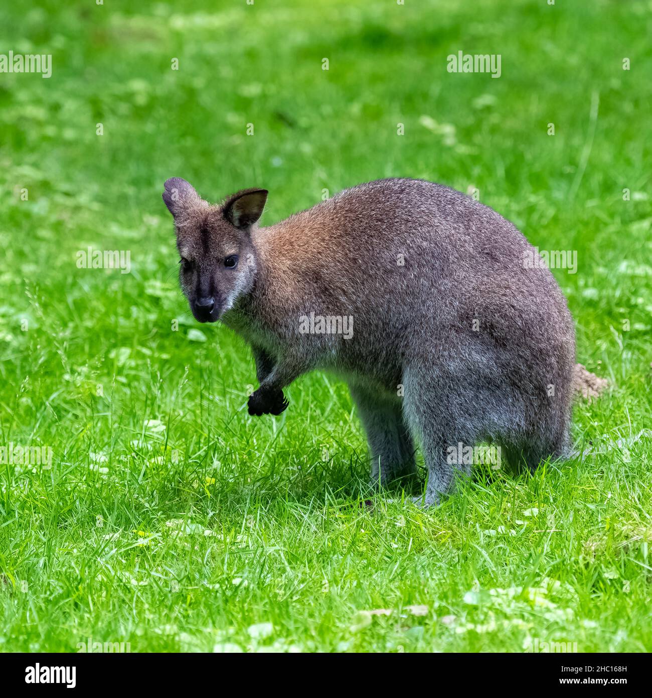 Un wallaby, Macropus rufogriseus, in piedi sull'erba Foto Stock