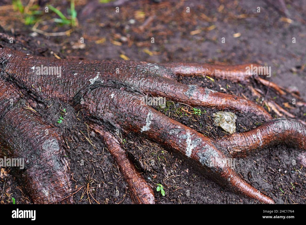 La parte del sistema di radice di un albero che è uscito da sotto il suolo. Sembra una gamba di pollo. Foto Stock