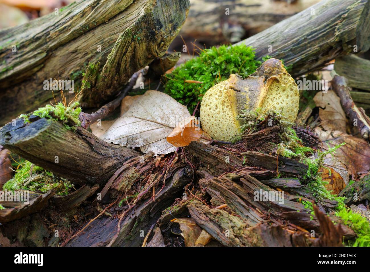 La sclerodermia o eart sfera nella foresta di autunno Foto Stock
