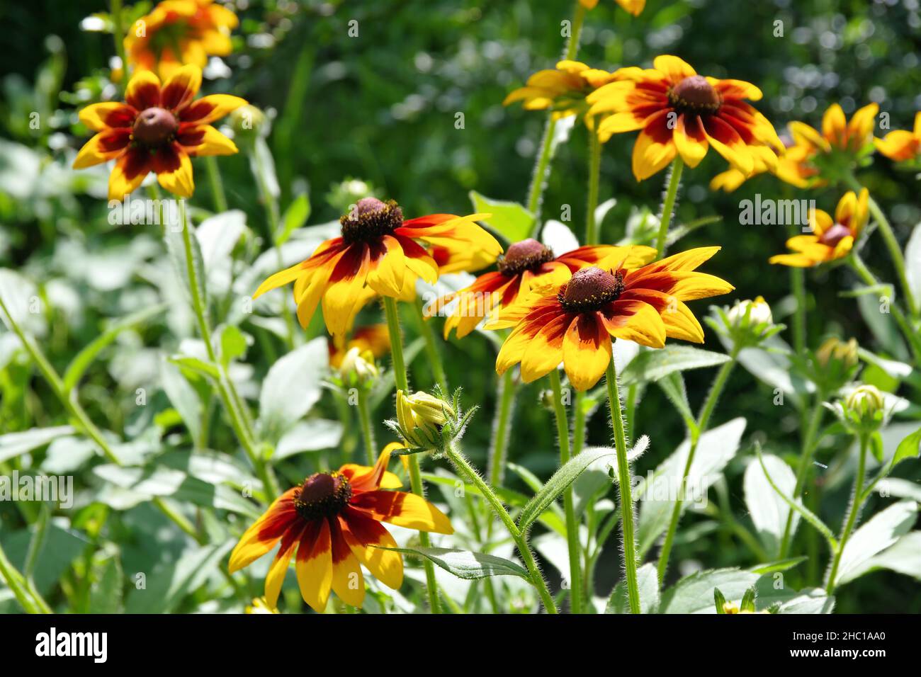 Black-eyed Susan fiore nel giardino estivo Foto Stock
