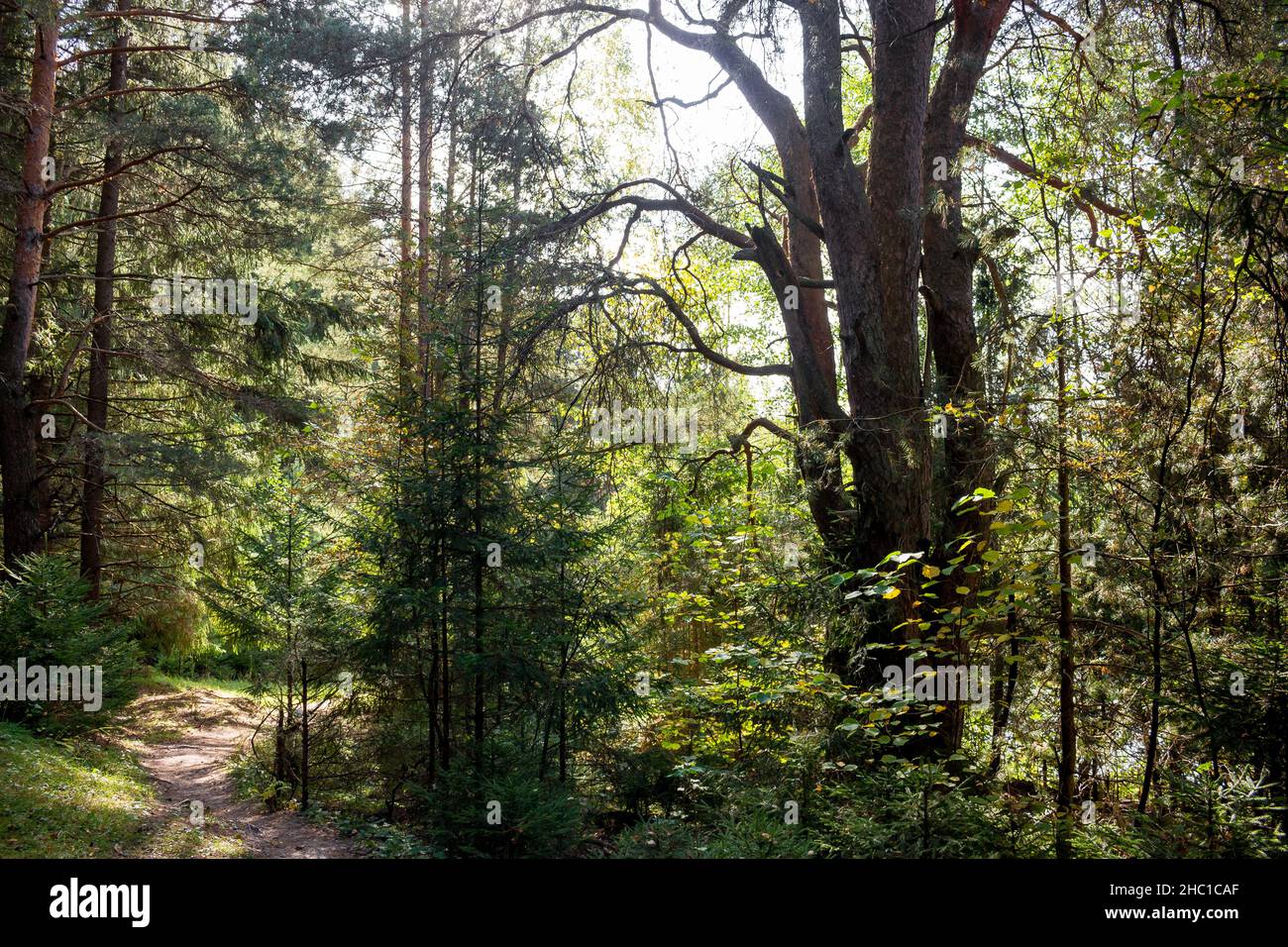 Vista favolosa nella foresta di conifere, una passeggiata attraverso la foresta Foto Stock