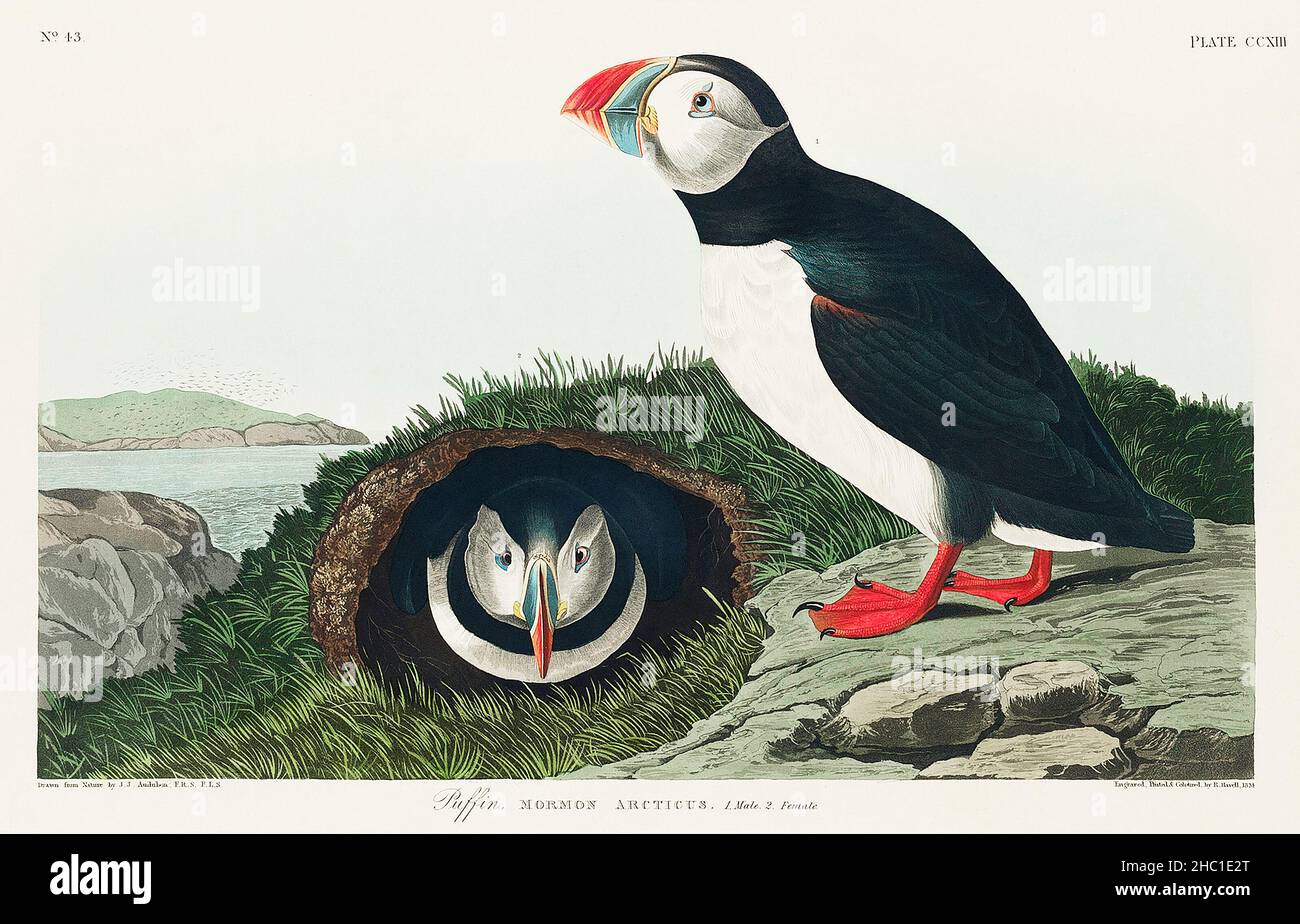 Puffin from Birds of America (1827) di John James Audubon (1785 - 1851), incisa da Robert Havell (1793 - 1878). Foto Stock