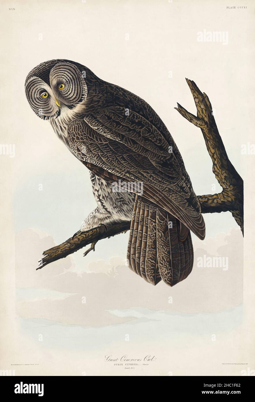 Grande gufo Cinereo da Uccelli d'America (1827) di John James Audubon (1785 - 1851), inciso da Robert Havell (1793 - 1878). Foto Stock