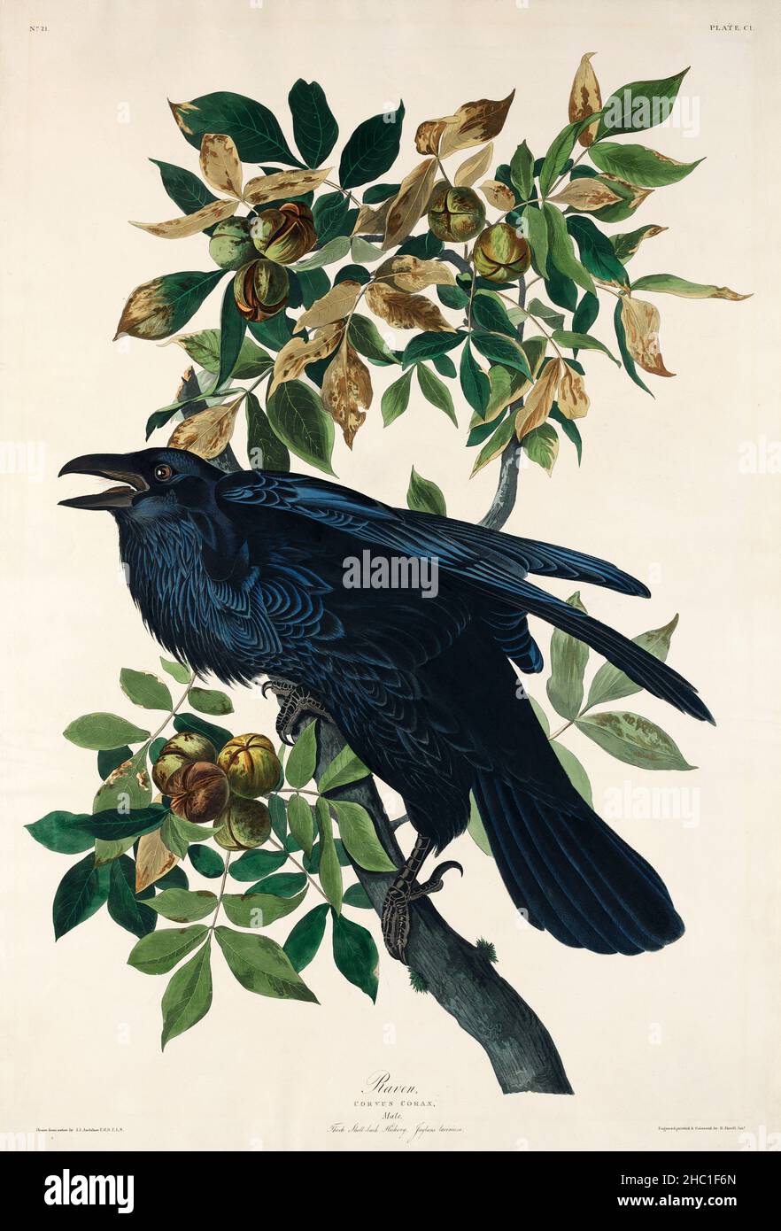 Raven from Birds of America (1827) di John James Audubon (1785 - 1851), incisa da Robert Havell (1793 - 1878). Foto Stock