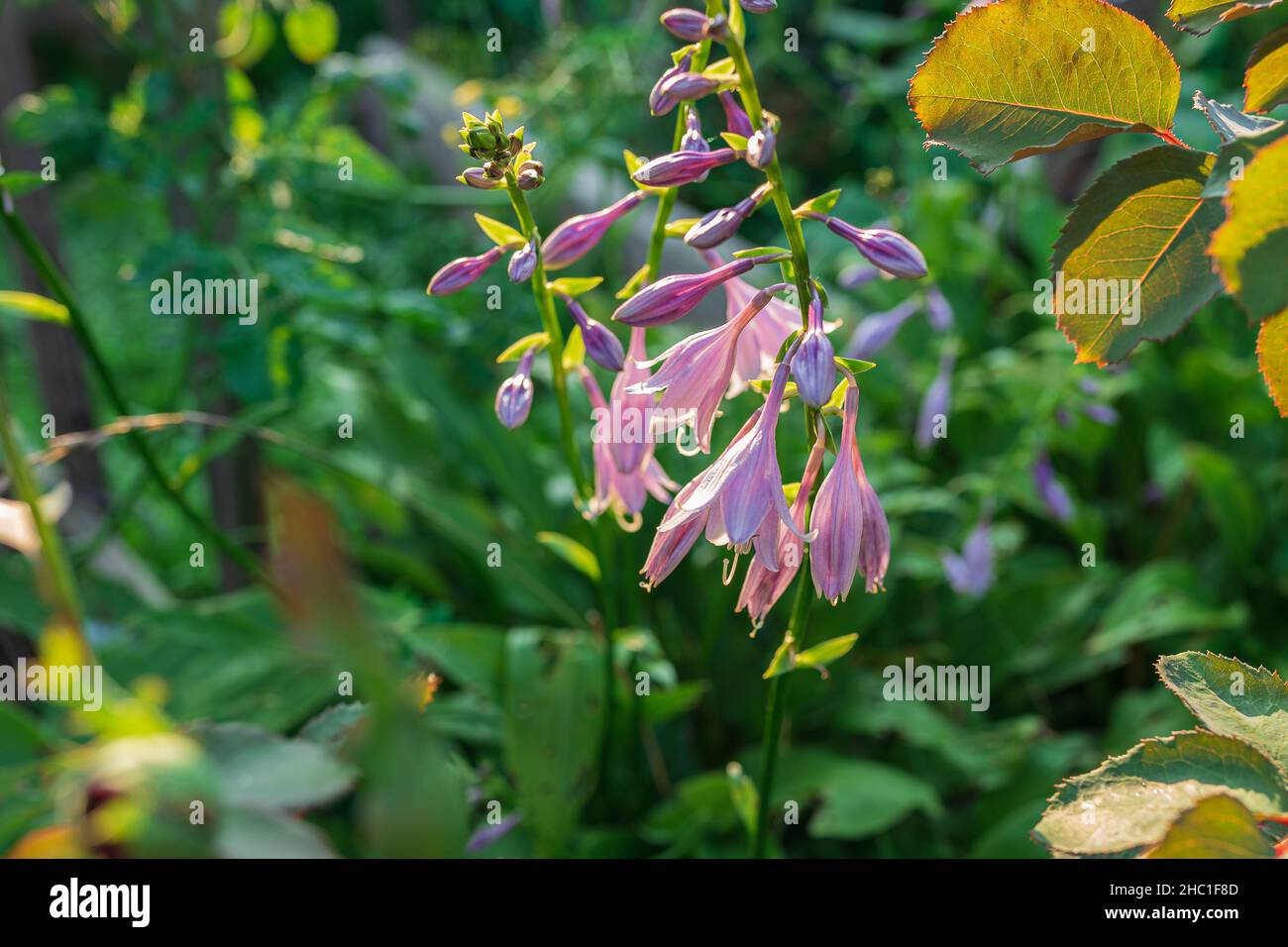 Infiorescenza di giardino lilla pianta ornamentale Hosta su sfondo sfocato di giardino verde. Foto Stock
