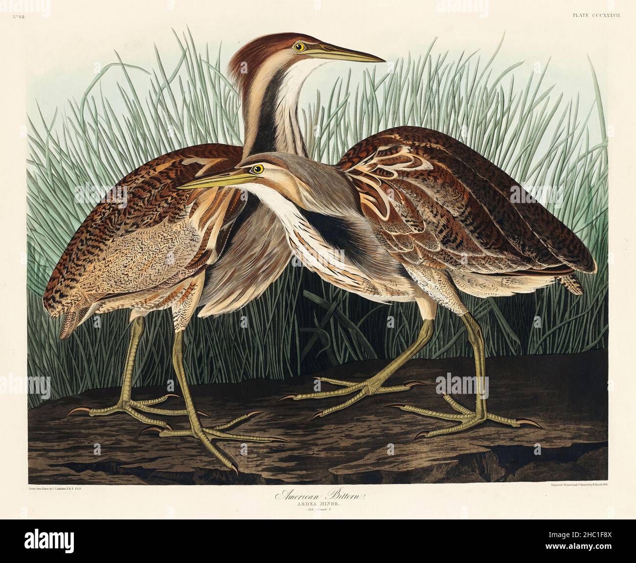 American Bittern from Birds of America (1827) di John James Audubon (1785 - 1851), incisa da Robert Havell (1793 - 1878). Foto Stock
