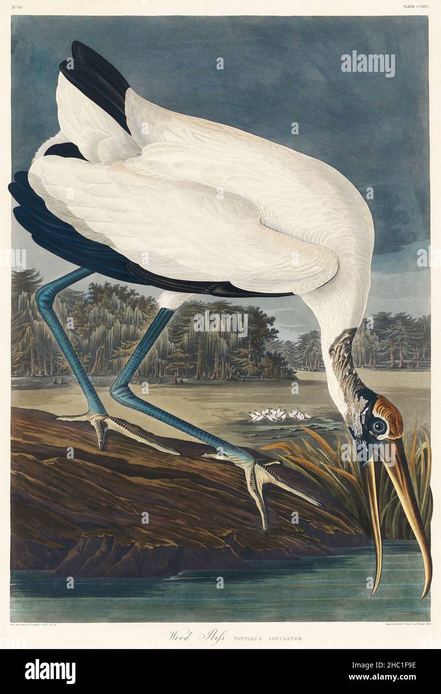 Legno Ibiss da Uccelli d'America (1827) di John James Audubon (1785 - 1851), incisa da Robert Havell (1793 - 1878). Foto Stock