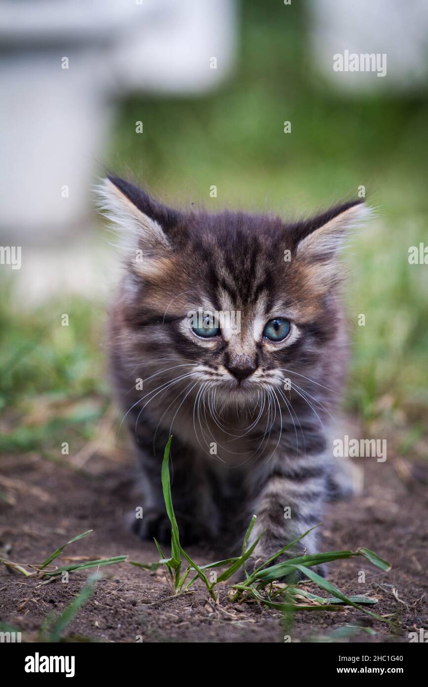 gattino spaventato nell'erba verde. Il piccolo gattino si allontanò da casa e si perse nel parco. Un gattino a strisce siberiano esplora il mondo sconosciuto sulla strada. Foto Stock