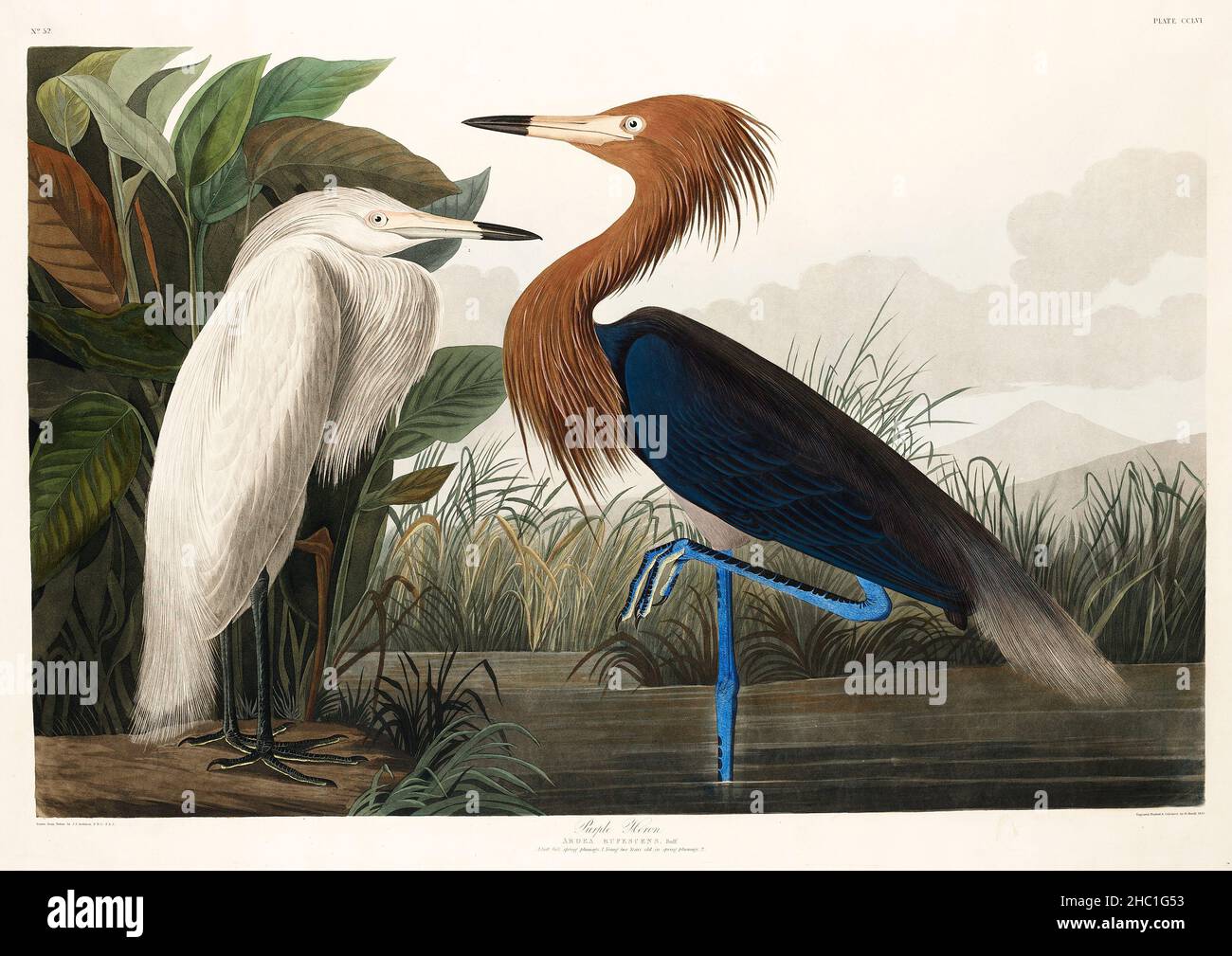 Erone viola da Uccelli d'America (1827) di John James Audubon (1785 - 1851), inciso da Robert Havell (1793 - 1878). Foto Stock