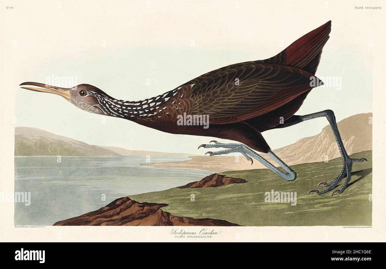 Sculopaceus Courlan from Birds of America (1827) di John James Audubon (1785 - 1851), inciso da Robert Havell (1793 - 1878). Foto Stock