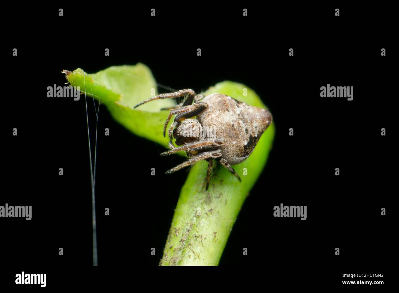 Uccello dump ORB tessitore ragno, Arnea specie, Satara, Maharashtra, India. I ragni Orb-web usano il colore del corpo e la decorazione del web per mascherare come escrementi di uccelli Foto Stock