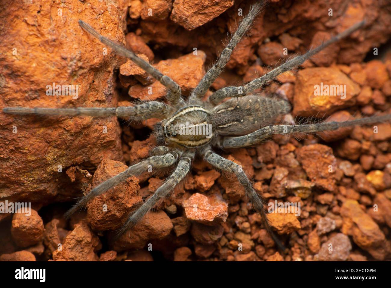 Ragno gigante ad imbuto, specie Hippasa, ragni lupo della famiglia Lycosidae, Satara, Maharashtra, India Foto Stock