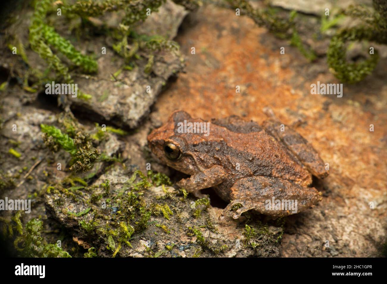 Rana arbustiva indiana, Raorchestes johnceei endemica ai ghat occidentali, Bamboli Satara, Maharashtra, India Foto Stock