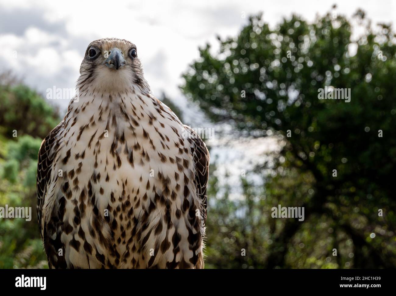 ritratto di un falco peregrino bianco e grigio Foto Stock