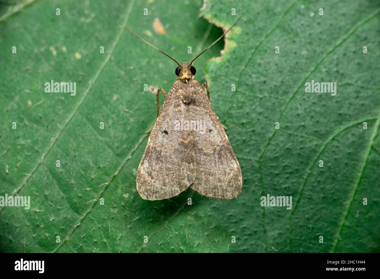 La falce di seta, Adelowalkeria tristigma, Moth nella famiglia Saturniidae descritta per la prima volta da Travassos nel 1941, Satara, Maharashtra, India Foto Stock
