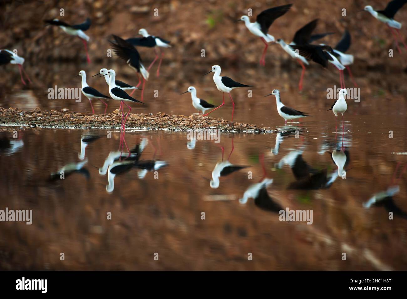 Un gregge di palafitte alate nere sbarcò in un lago durante la grande migrazione in Asia. Uccelli migratori selvatici. Migrazione degli uccelli. Movimento di sfocatura. Foto Stock