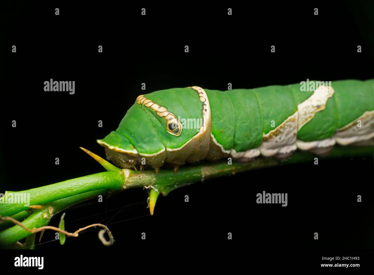 Bruco di farfalla mormone comune, Papilio polytes, Satara, Maharashtra, India Foto Stock