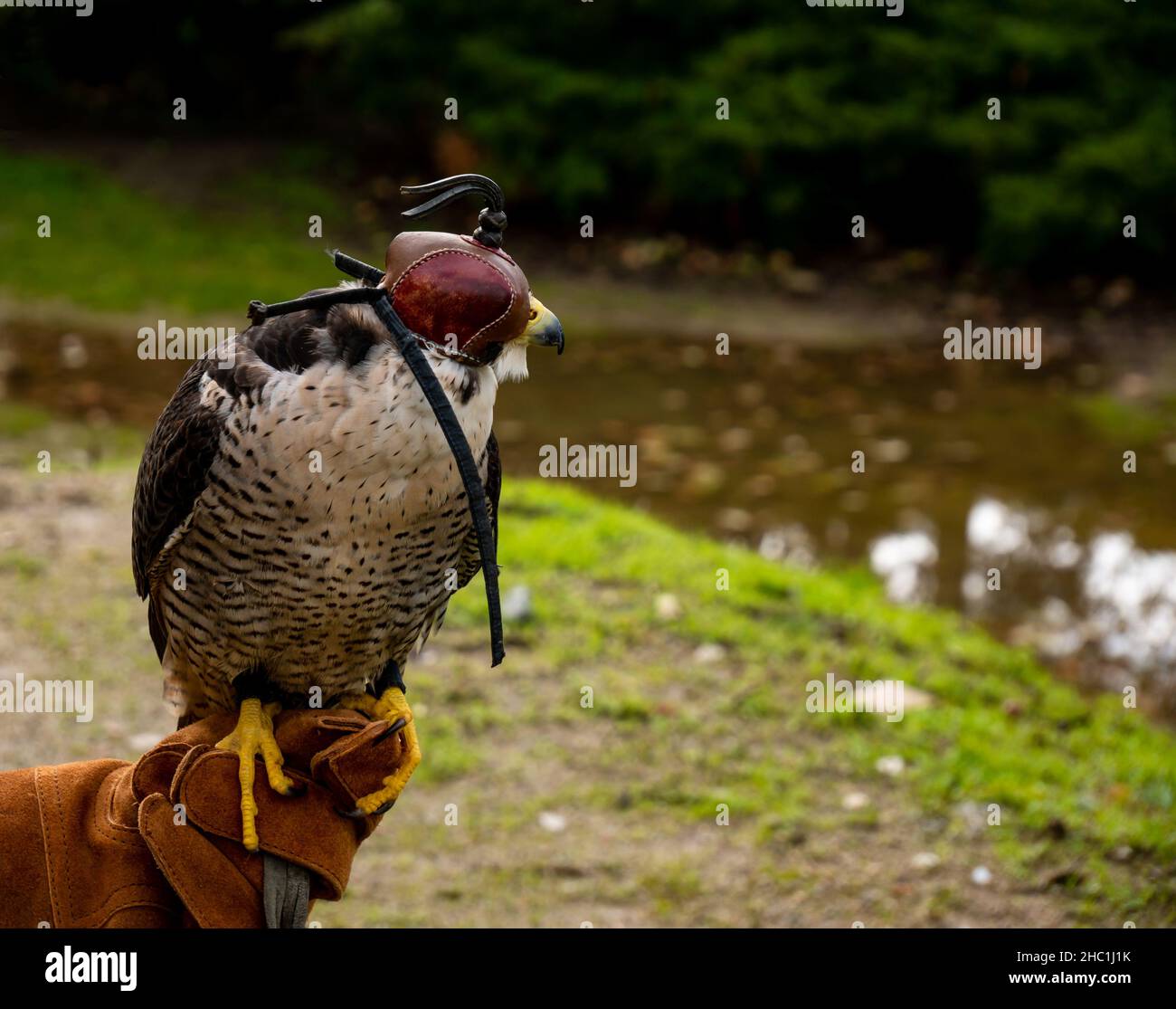 Primo piano ritratto di un falco peregrino con cappuccio in pelle Foto Stock