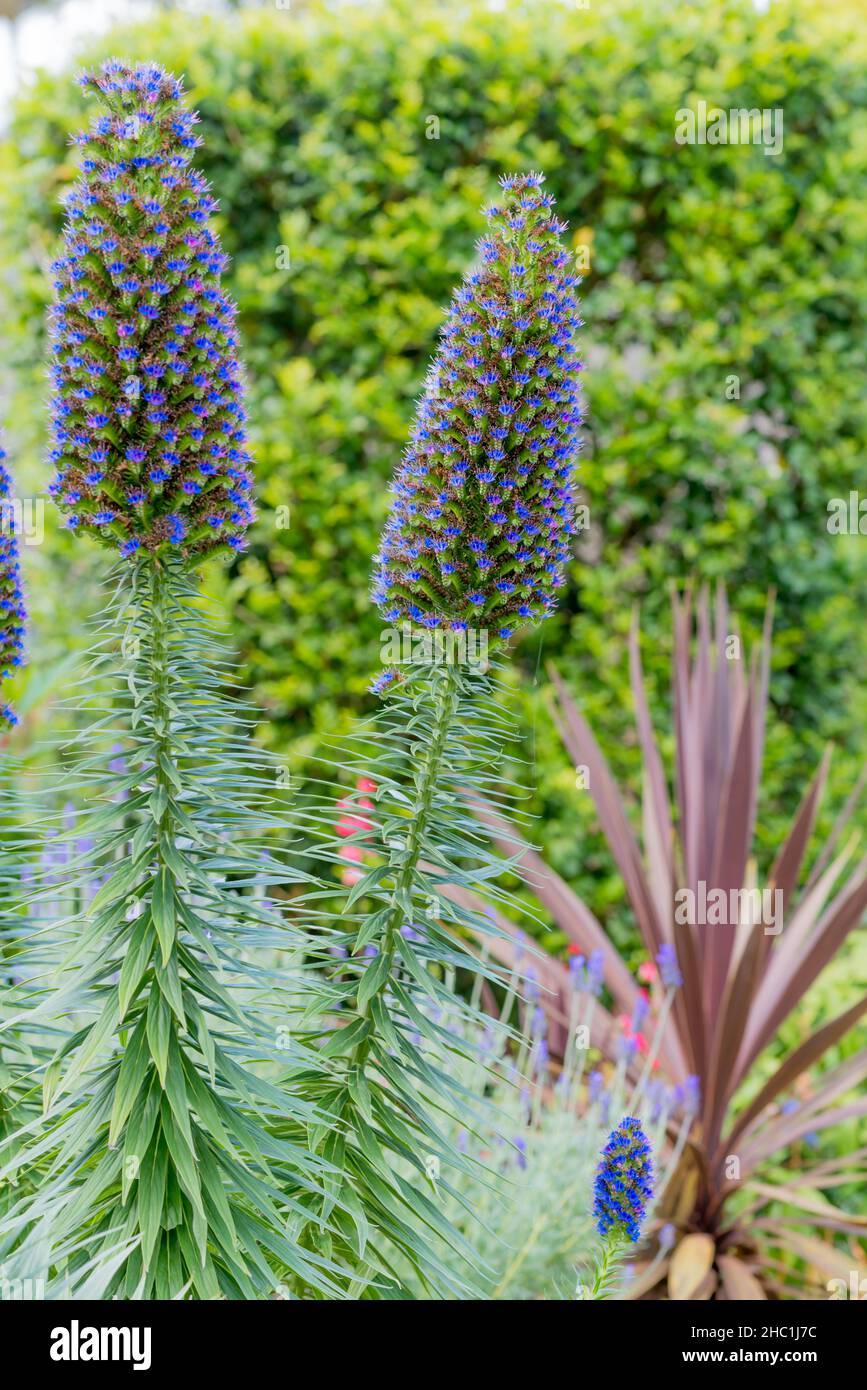 Le candele di Echium (Pride di Madeira) che fiorono nel giardino sul retro di una casa di Sydney, Australia, provengono da Madeira, una regione del Portogallo Foto Stock