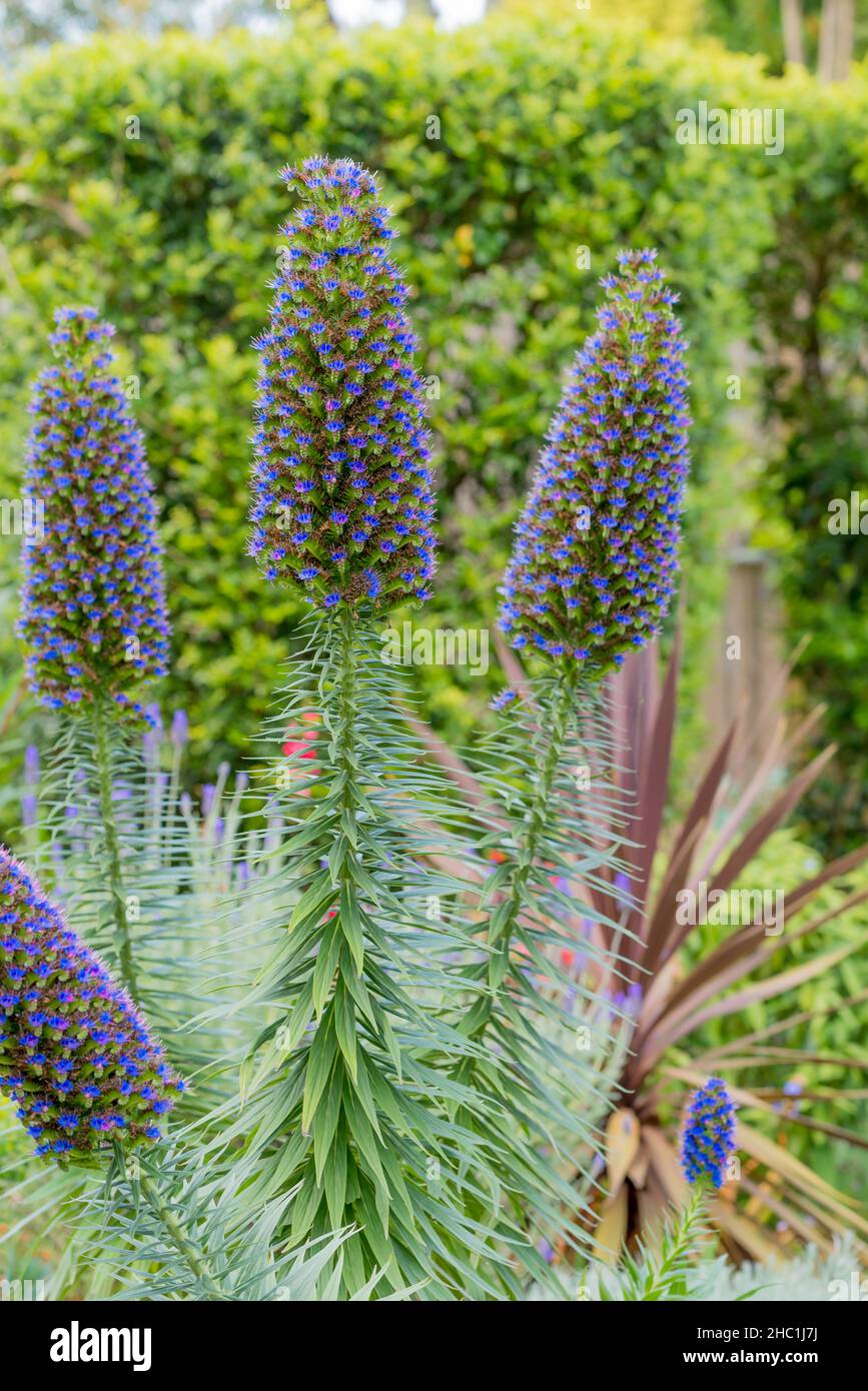 Le candele di Echium (Pride di Madeira) che fiorono nel giardino sul retro di una casa di Sydney, Australia, provengono da Madeira, una regione del Portogallo Foto Stock
