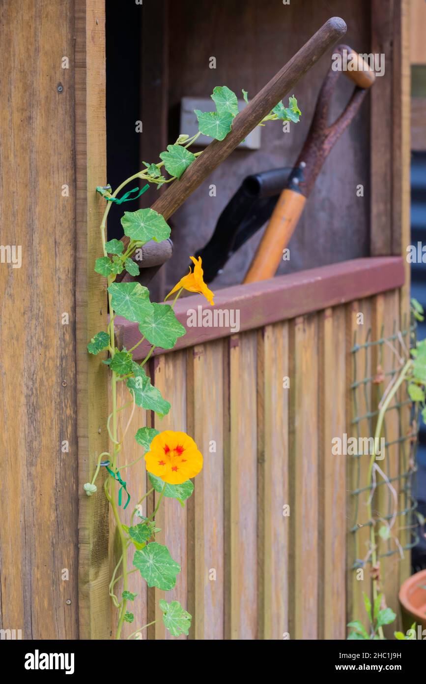 Un Nasturzio fiorito di arancio (Tropaeolum spp.) si è avvolto intorno agli attrezzi da giardino in un capannone di cortile a Sydney, nuovo Galles del Sud, Australia Foto Stock