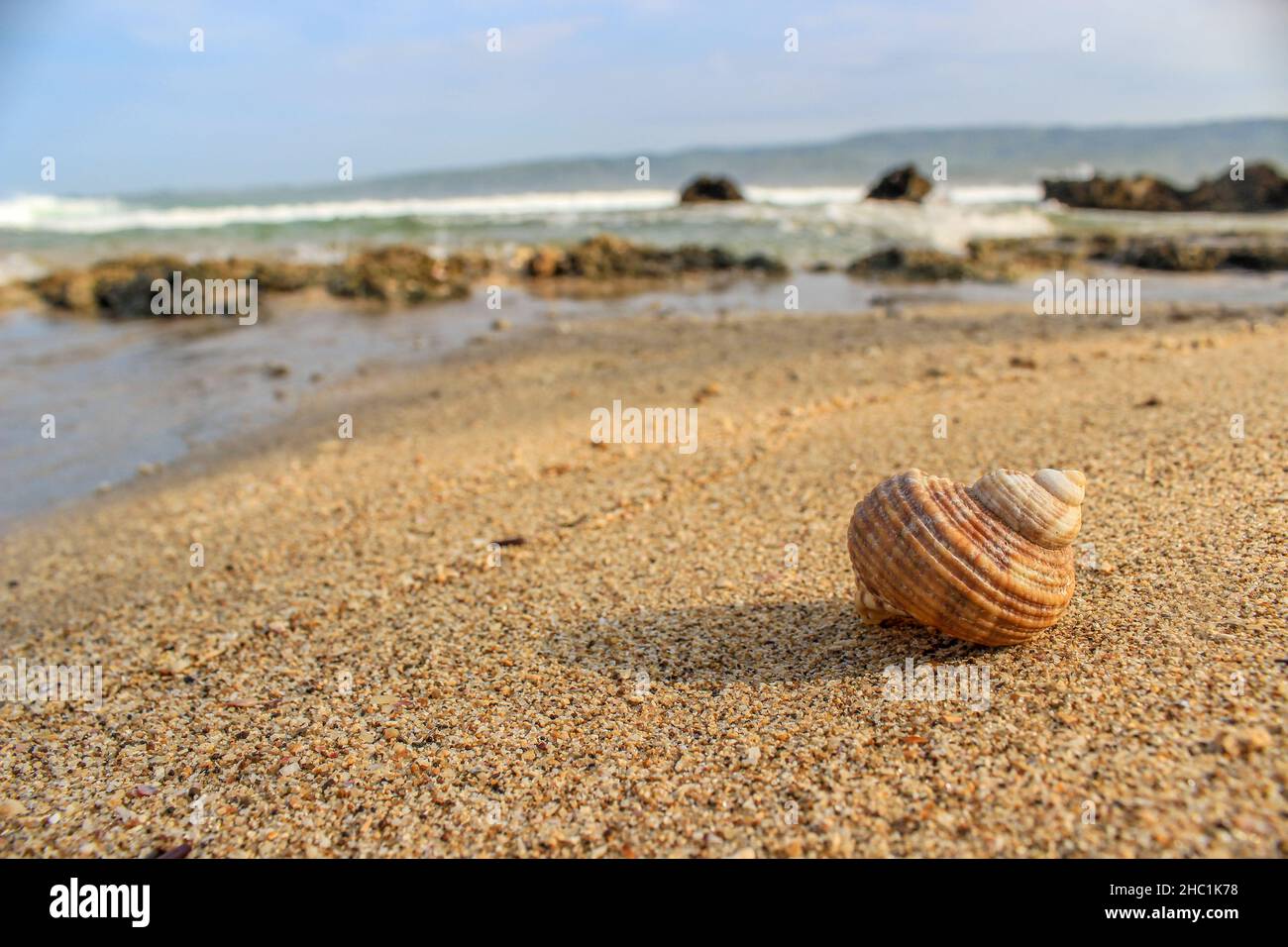 Una conchiglia di lumaca bagnata sulla spiaggia. Foto Stock
