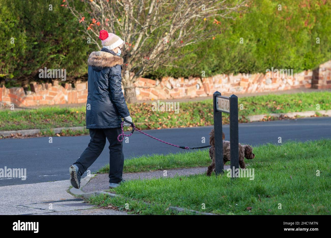 Cane da passeggio signora anziana in inverno, con cappello e cappotto e maschera facciale o copertura per la protezione da coronavirus COVID-19. Indossare maschera esterna, Regno Unito Foto Stock
