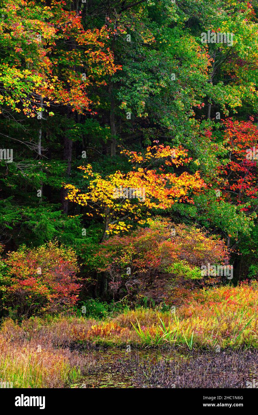 Il lago Promised Land in autunno al parco statale Promised Land nelle Pocono Mountains della Pennsylvania Foto Stock