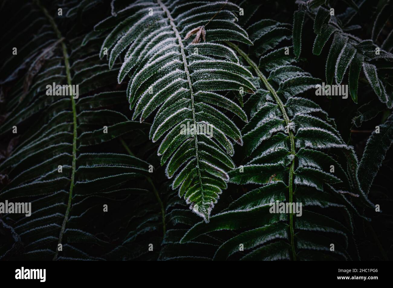 Immagine ravvicinata delle foglie di bracken rivestite con un sottile strato di gelo in una fredda mattinata invernale Foto Stock