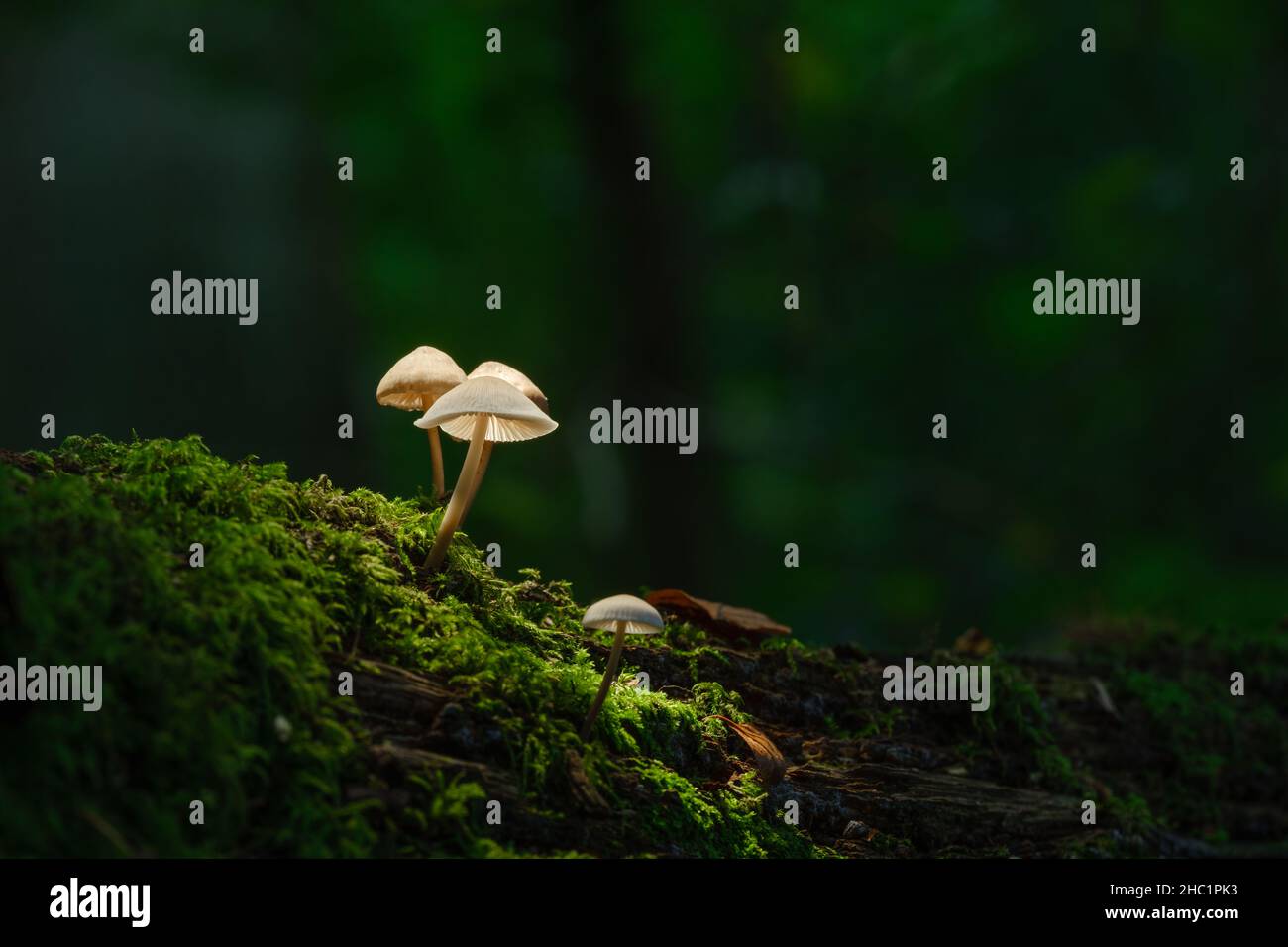 Funghi su un ramo coperto di muschio Foto Stock