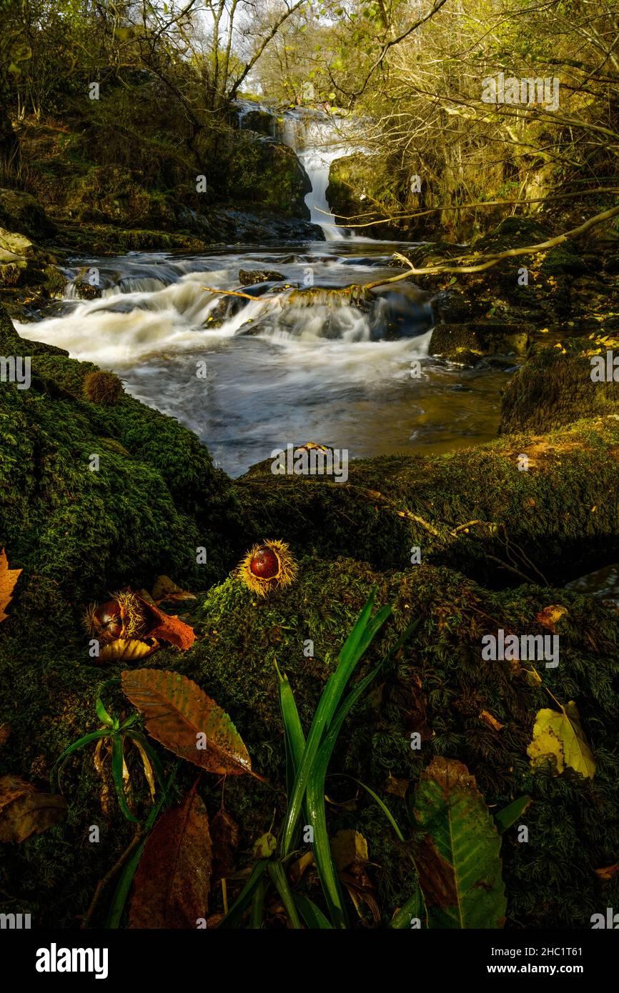 Cascate di High Force, Aira Beck, a monte di Aira Force nel Lake District, Regno Unito. Le castagne dolci si posano su un tronco di albero coperto di muschio nel terreno Foto Stock