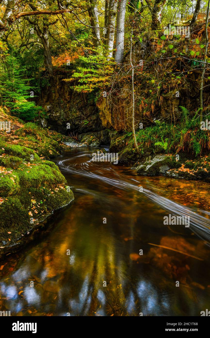 Aira Beck nel Lake District in pieno colore autunnale, a monte della cascata Aira Force. Foto Stock