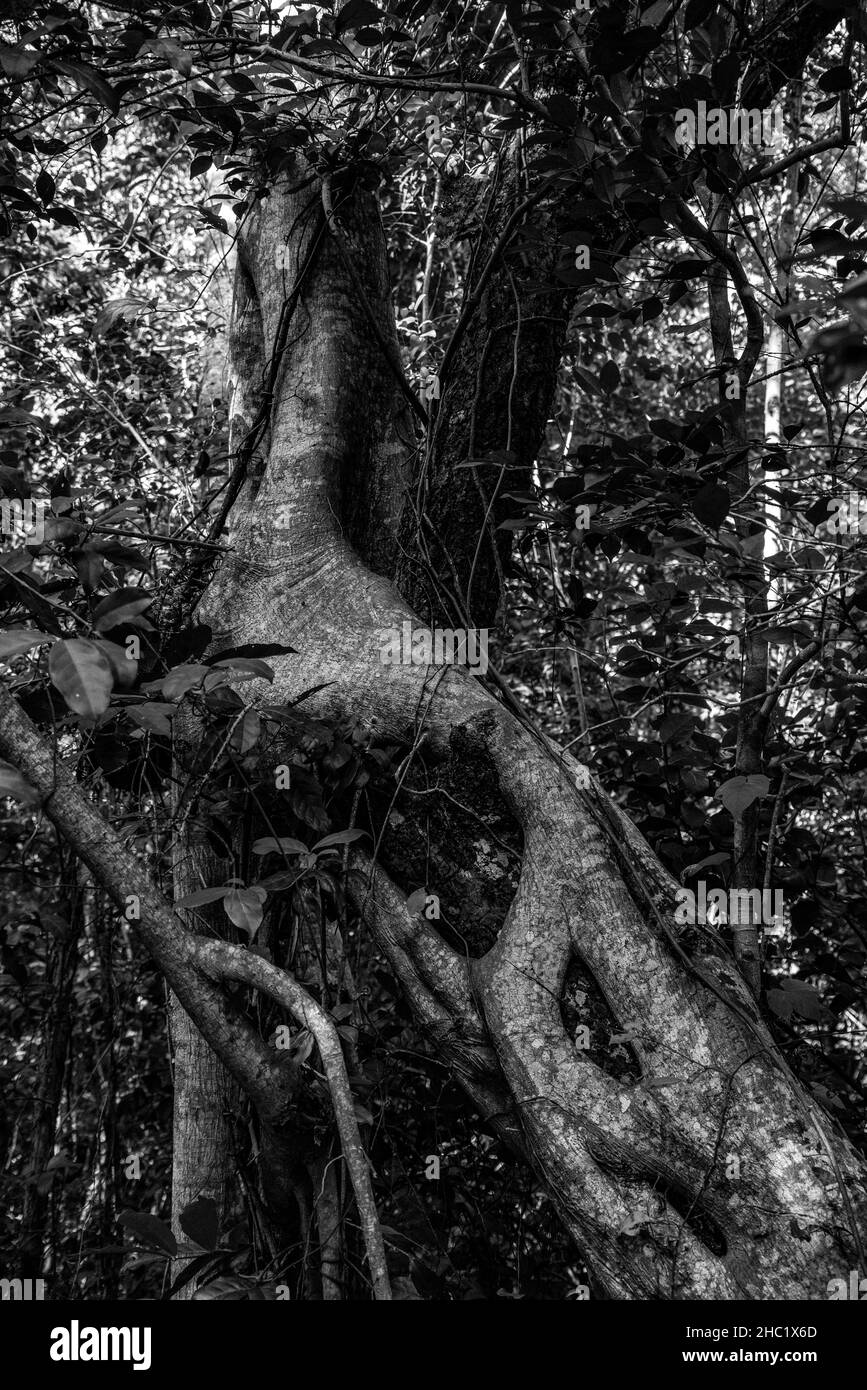 Vegetazione di Scenci nel Parco Nazionale delle Everglades in Florida, USA Foto Stock