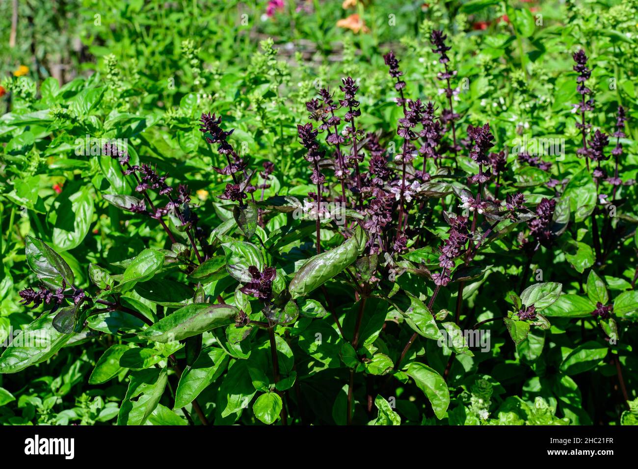 Molte foglie di basilico verde fresco e fiori in un giardino estivo solare biologico, erbe vegane sane fotografate con fuoco morbido Foto Stock