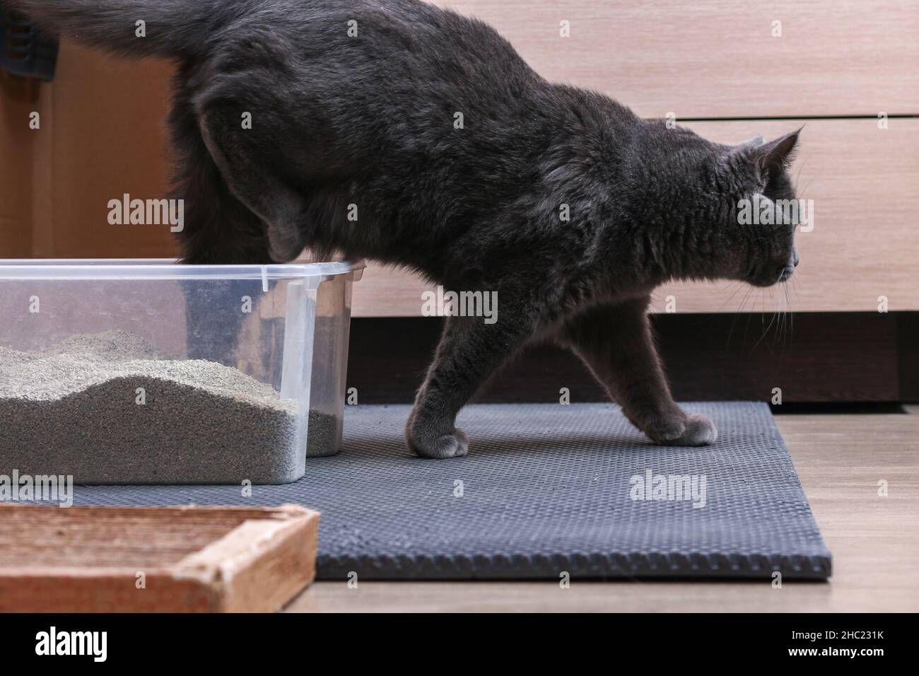 Una lettiera con lettiera che si aggrappa è posizionata su un tappeto EVA a nido d'ape. Piccole particelle di riempitivo dai piedi rimangono nelle cellule. Ordine e pulizia in casa. Foto Stock