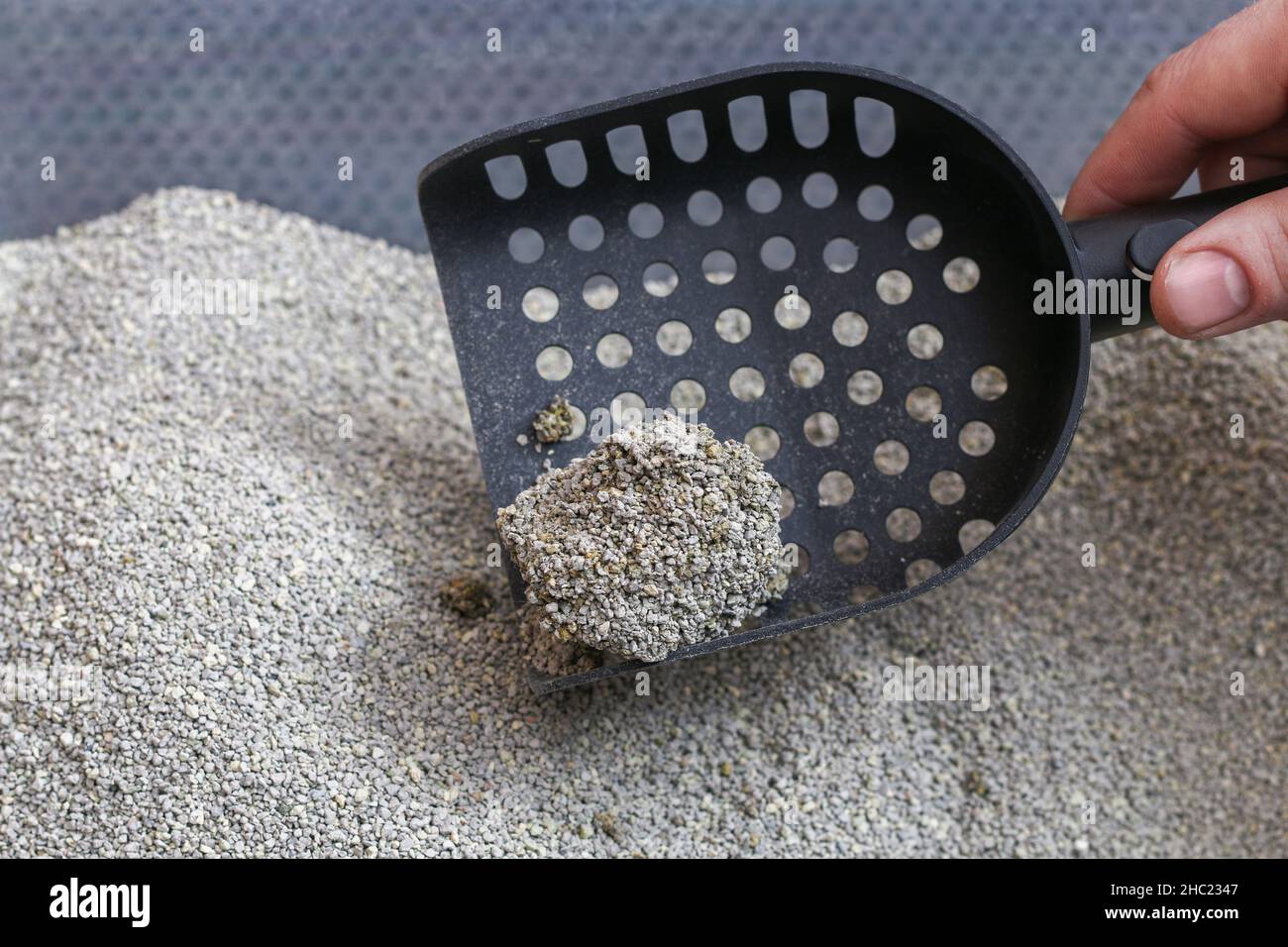 L'uomo pulisce la lettiera. La mano tiene una paletta con un grumo. Riempitivo per graffiature. Foto Stock