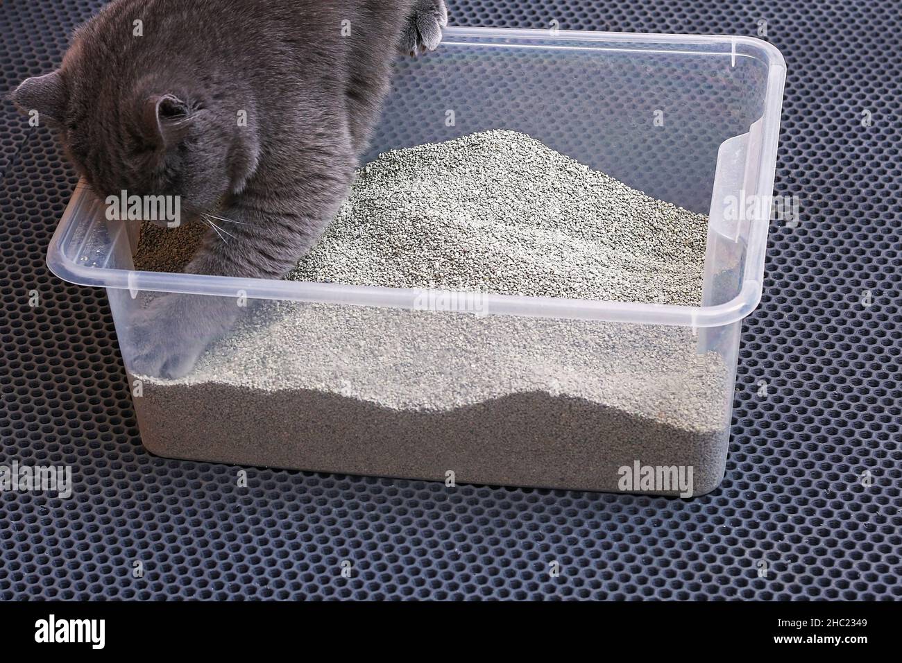 Gattino grigio siede in un vassoio WC con un cucciolo di gatto. Foto Stock