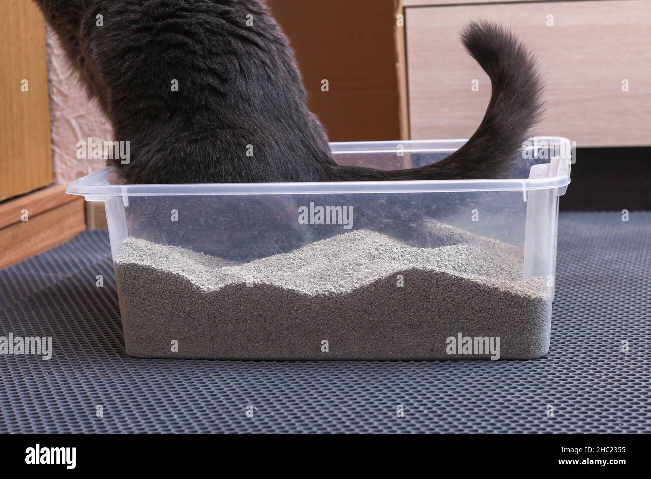 Gattino grigio siede in un vassoio WC con un cucciolo di gatto. Foto Stock