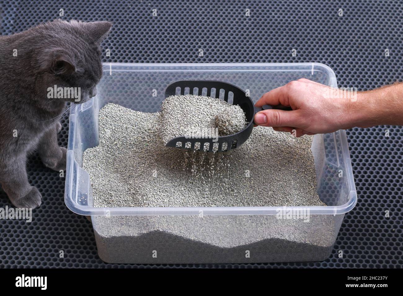 L'uomo pulisce la lettiera. La mano tiene una paletta con un grumo. Riempitivo per graffiature. Foto Stock