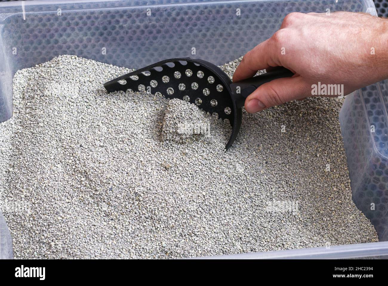 L'uomo pulisce la lettiera. La mano tiene una paletta con un grumo. Riempitivo per graffiature. Foto Stock