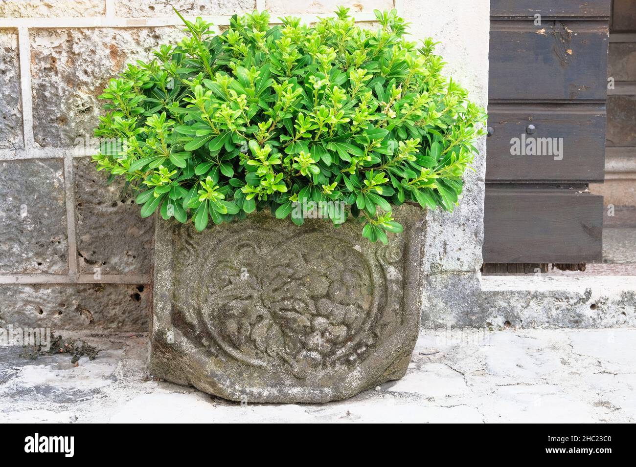 Pianta in vaso con foglie fresche succose nel patio. Pentola con cespuglio di pianta verde per disegno paesaggistico. Giardinaggio contenitore. Giorno di sole. Foto Stock