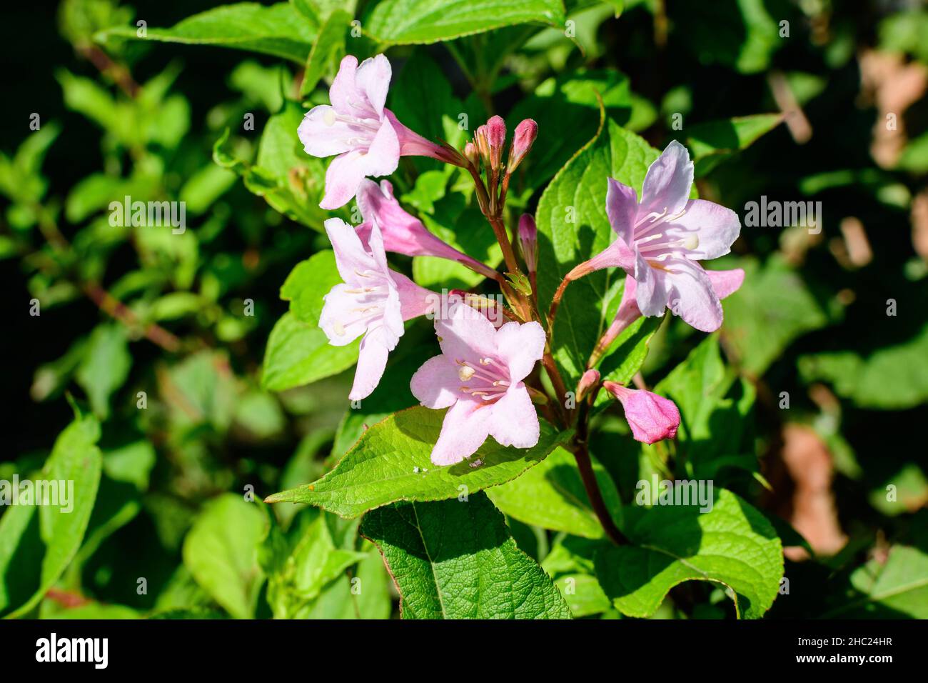 Primo piano di delicato bianco Weigela florida pianta con fiori in piena fioritura in un giardino in una soleggiata primavera giorno, bella esterna sfondo floreale pho Foto Stock