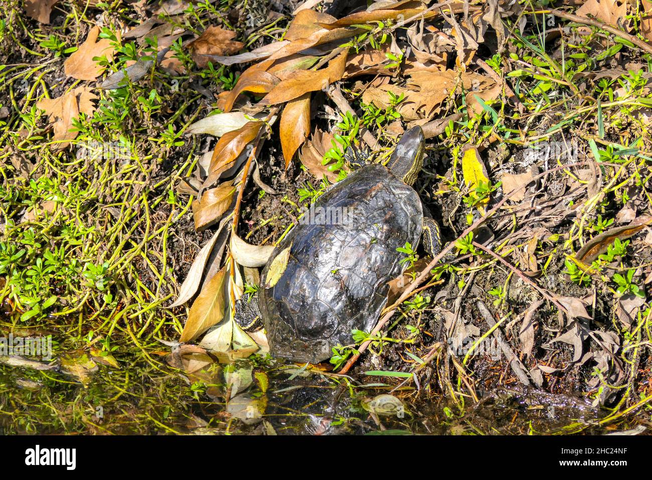 Closeup tartaruga d'acqua che si crogiolano al sole vicino alla superficie dell'acqua Foto Stock